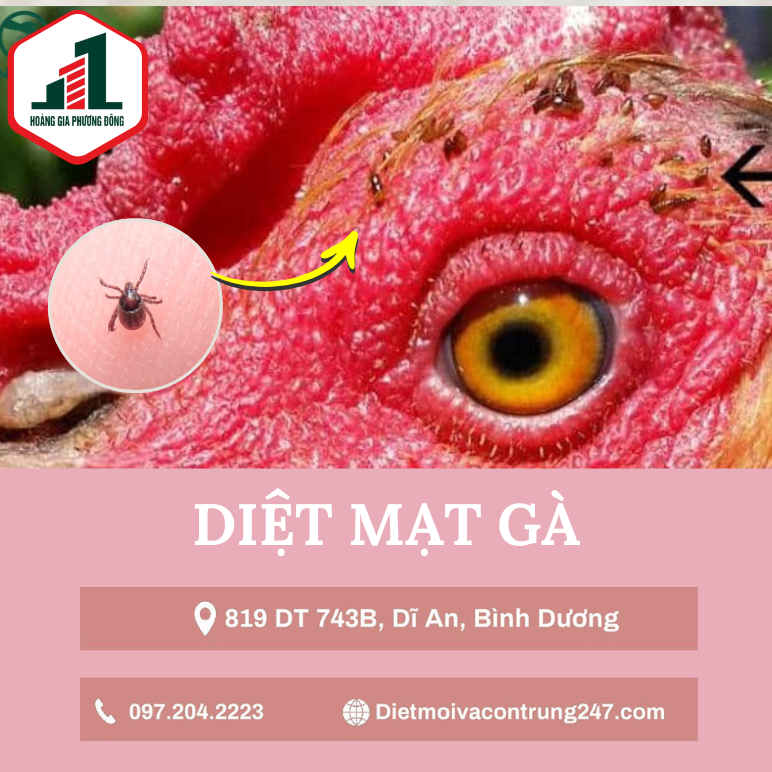 Diệt mạt gà